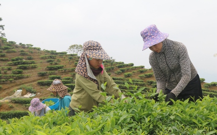 Hướng đi mới trong phát triển kinh tế ở xã vùng cao Lào Cai