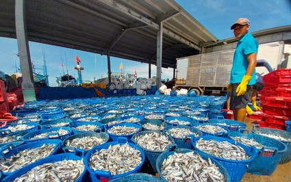 Hối hả ra biển, ngư dân Ninh Thuận kỳ vọng vụ cá nam thuyền đầy tôm cá