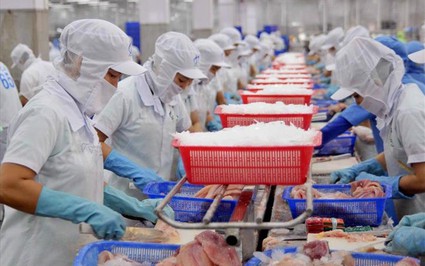 Bất ngờ: Chỉ bán bong bóng một loài cá cho Trung Quốc, Việt Nam đã thu hàng chục triệu USD