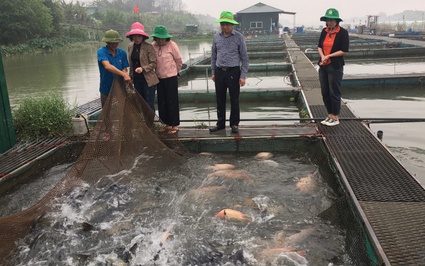 Một dòng sông nổi tiếng chảy qua Bắc Ninh, dân làm lồng nuôi cá đặc sản dày đặc, hễ bán là hết veo