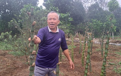 Một người ở Hòa Bình trồng tre la liệt trên đồi, từng tặng Hà Nội 1.000 cây tre uốn thế hình rồng "long giáng"