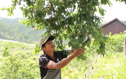 Chuyện lạ Lâm Đồng, "ghép duyên" 2 loại cây cùng họ, cây thấp tè trái ra quá trời, thu trăm triệu/năm