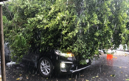 TP.HCM xuất hiện mưa đầu mùa, gió mạnh quật ngã cây đè ô tô trên đường