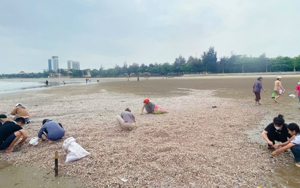 1km bờ biển Cửa Lò của tỉnh Nghệ An bỗng xuất hiện vô số sò huyết, dân thi nhau ra nhặt