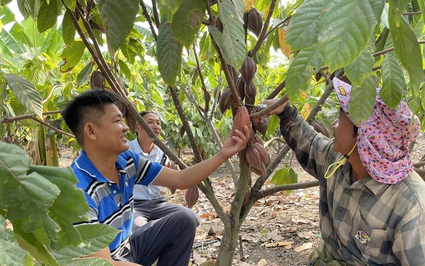Ở một nơi của Gia Lai, dân đang trồng loại cây mới lạ, trái to bự trên thân, hái bán 6.500 đồng/kg