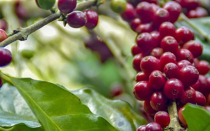 Giá cà phê ngày 4/5: Tiếp đà giảm mạnh, về gần mốc 110.000 đồng/kg