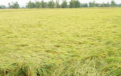Dông lốc ở Thừa Thiên Huế gây mất điện diện rộng, gần 1.300 ha lúa bị đổ ngã