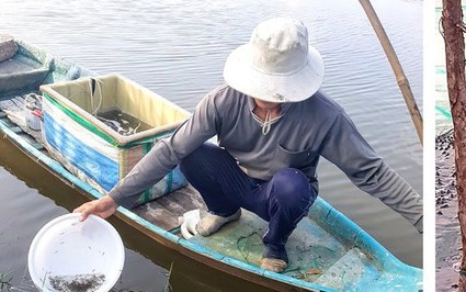 "Đánh liều" thả nuôi con cá đặc sản này vô ruộng lúa, ngờ đâu một anh nông dân Bạc Liêu trúng lớn