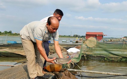 Mang loài cá chỉ ưa nơi nước lạnh về nuôi trên sông Kinh Thầy, anh nông dân Hải Dương bán với giá 250.000 đồng/kg