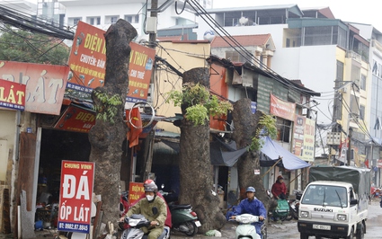 Hàng loạt cây xà cừ cổ thụ bị chặt hạ để mở rộng đường ở Hà Nội, nhiều người nuối tiếc