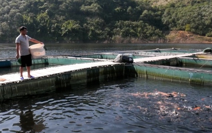 Phú Thọ: Nuôi cá lồng trên lòng hồ Ngòi Giành thu hàng trăm triệu mỗi năm