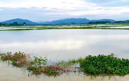 Mưa lớn, gần 2.000ha lúa hè thu tại Nghệ An chìm nghỉm, nước đang rút chậm