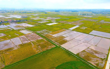 Trồng lúa tạo tín chỉ carbon ở Nghệ An, hơn 5.000 ha, địa phương sẽ thu về khoảng 1,6 triệu USD