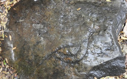 Phát lộ bất ngờ tại một gò đất cổ ở Tây Ninh, dấu tích hình con chim lạ trên phiến đá sa thạch vỡ
