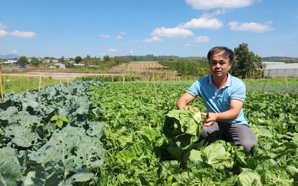 Đang buôn rau "ngon lành cành đào", sao một người Lâm Đồng bỏ nghề về chỉ trồng rau?