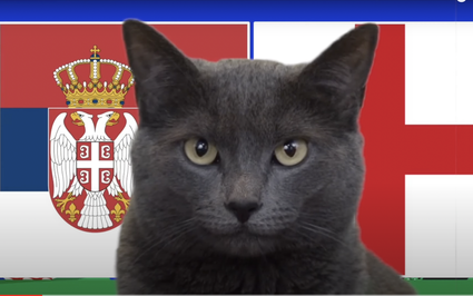 Mèo tiên tri Cass dự đoán kết quả Serbia vs Anh