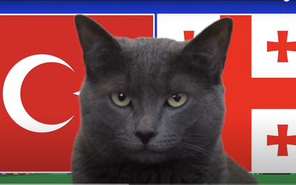Mèo tiên tri Cass dự đoán kết quả Thổ Nhĩ Kỳ vs Georgia