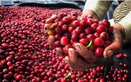 Cà phê Việt Nam có cán cân cung cầu chênh lệch lớn ở các doanh nghiệp, tại sao nói giá cà phê còn cao?
