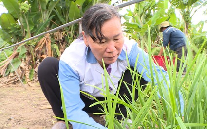 Một nơi ở Bà Rịa-Vũng Tàu, thấy dân ra đồng ngồi cắt loại cây trông như cỏ hoang, ai dè là thứ rau ngon