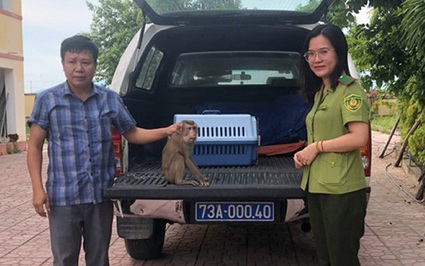 Một nông dân Quảng Bình mua con động vật hoang dã này về nuôi, sau "giật mình, tá hỏa" đem nộp cho kiểm lâm