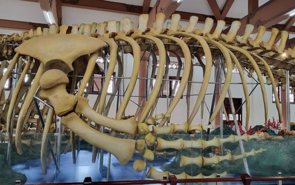 Bí ẩn 2 bộ xương cá voi lớn nhất Việt Nam mang tên Đồng Đình Đại Vương và Đức Ngư nhị vị tôn thần