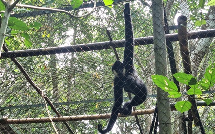 Một con động vật hoang dã có tên Mafia được nuôi trong khu rừng ở Ninh Bình bị mắc bệnh viêm gan B