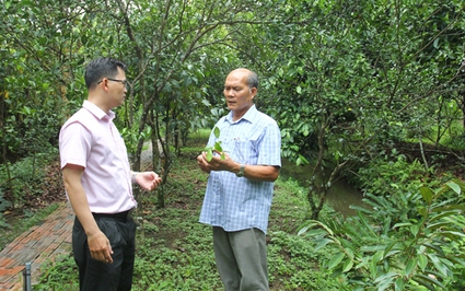 Nông dân Cần Thơ đầu tư mô hình du lịch nông nghiệp, trồng sầu riêng từ vốn vay Ngân hàng CSXH