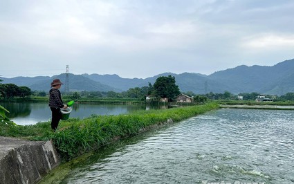 Một xã ở Tuyên Quang, 50 năm dân chỉ nuôi cá dày đặc dưới ao mà khá giả, xây nhà lầu khang trang