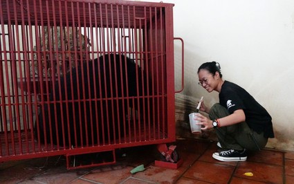 Một xã ở ngoại thành Hà Nội còn nuôi gần 90 cá thể gấu