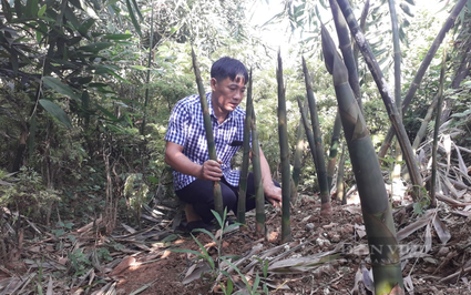 Ở một nơi của Thái Nguyên dân đang trồng loại "rau đặc sản" gì mà chồi mọc mầm nhọn từ dưới đất lên?