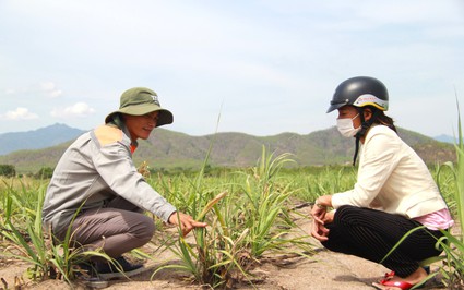 Có mưa giải hạn mà nông dân Ninh Thuận vẫn lo lắng vì cây mía đã bị làm sao?
