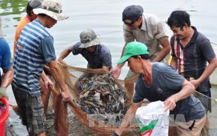 Loài vật nuôi dưới nước này ở Trà Vinh đang tăng giá tốt, hễ bán 1kg, nông dân lãi 13.000-60.000 đồng