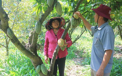 Thứ cây mới lạ này đang trồng thành công ở Đắk Lắk, trái to bự mọc treo đầy thân, dân bán là hết veo
