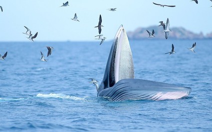 Một con cá voi "siêu to khổng lồ" bất ngờ xuất hiện ở vùng biển Hòn Sẹo của Bình Định