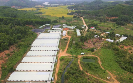 Một doanh nghiệp Việt Nam lọt Top 40 công ty chăn nuôi lợn lớn nhất thế giới năm 2024