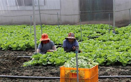 Vừa rồi hạn mặn như thế mà ở Tiền Giang, nông dân trồng rau kiểu gì vẫn tốt um, thu 300 triệu/ha?