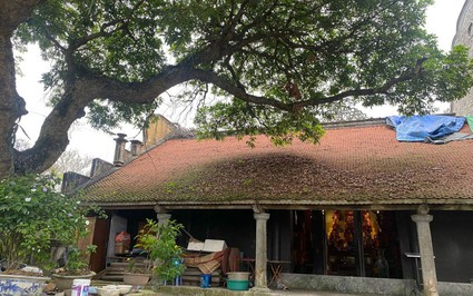 Chùa Bà Đanh ở Hải Phòng có Bảo vật quốc gia là 2 pho tượng cổ, cây gạo cổ thụ cao tuổi nhất Việt Nam