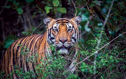 Người dân cho rằng có một con hổ xuất hiện ở rừng phòng hộ, ngành chức năng Quảng Bình vào cuộc xác minh ngay