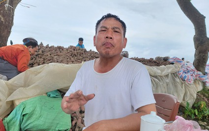 Một nông dân Hải Dương trồng khoai lang đào lên 400 tấn củ, xếp chồng chất, bán rẻ như cho, rõ khổ!
