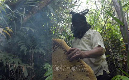 Vô khu rừng ở một xã của Kiên Giang, thấy dân cắt tổ ong to bự, lội bắt cá đồng tươi rói