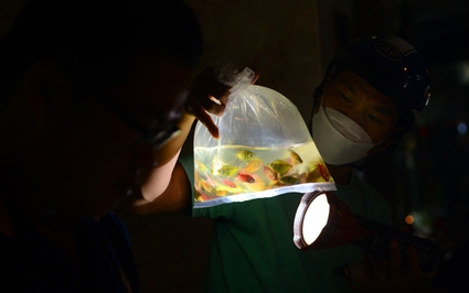 Độc, lạ ở TP Hồ Chí Minh: Khu chợ "có một không hai", khách soi đèn mua cá cảnh từ tờ mờ 4 giờ sáng