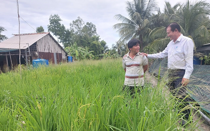 Nuôi lươn sinh sản ở Hậu Giang kiểu gì mà có nhiều người đang tới xem, trong "chuồng" trồng lúa tốt um?