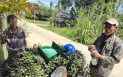 Đây là loại quả xuất khẩu sang Trung Quốc đang tăng giá tốt nhất ở Bình Định, thương lái vô vườn săn lùng