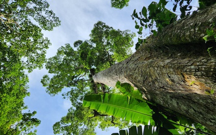 Đây là cây cổ thụ ngàn năm tuổi cao chót vót trong khu rừng rậm giữa 3 tỉnh Ninh Bình, Thanh Hóa, Hòa Bình