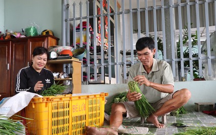 Trồng thành công loại rau giàu vitamin nhóm B, vợ chồng nông dân Bà Rịa-Vũng Tàu có "lương" cao