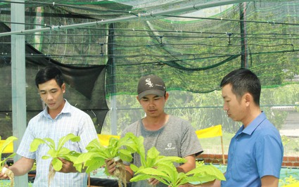 9X Khánh Hòa "bỏ lương ngoại" hơn 30 triệu đồng/tháng về quê trồng rau tốt um, nuôi cá dày đặc