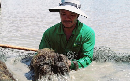Vô một xã ở Cà Mau thấy dân quây lưới, cứ ngỡ bắt cá to bự, hóa ra đi "bắt" loài rau bổ dưỡng này