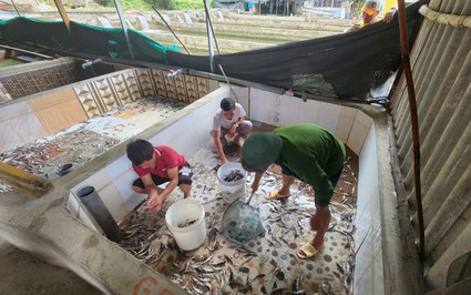 Lai Châu: Lực lượng chức năng vào cuộc điều tra vụ 11 tấn cá tầm chết bất thường, nghi nhiễm chất tẩy rửa 