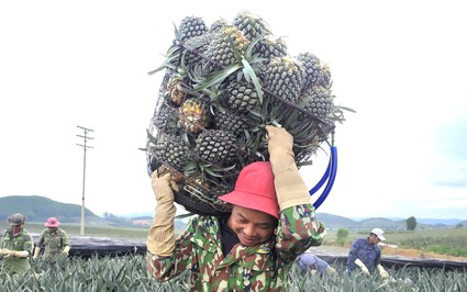 Nông dân Thanh Hóa “đội nắng” thu hoạch thứ cây toàn gai, cả năm chỉ ra một quả kiếm 500 nghìn đồng/ngày