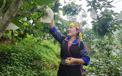 Thất bại vô số, nông dân huyện này của Yên Bái trồng cây thấp tè đã ra trái quá trời, có nhà giàu trông thấy